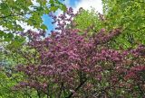 Malus &times; purpurea