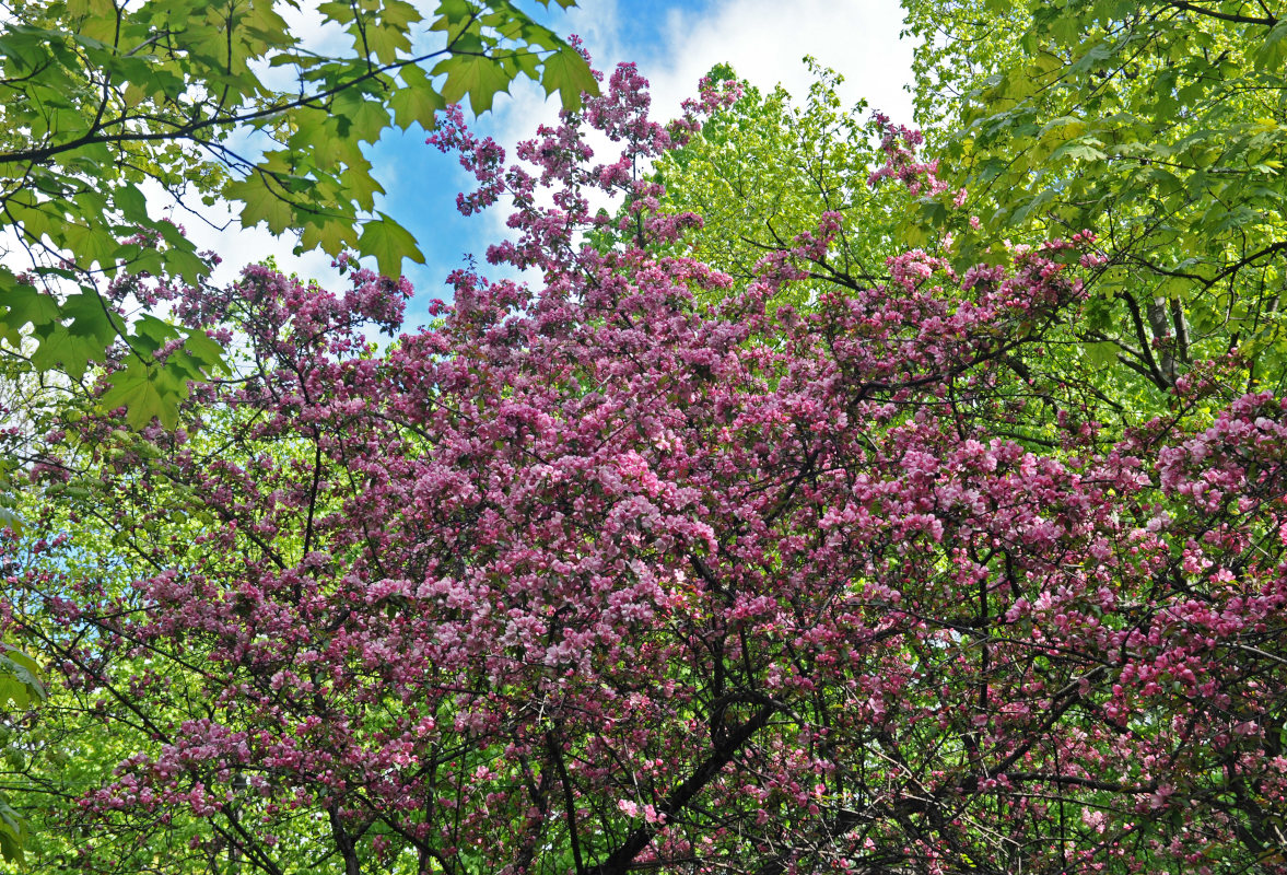 Изображение особи Malus &times; purpurea.