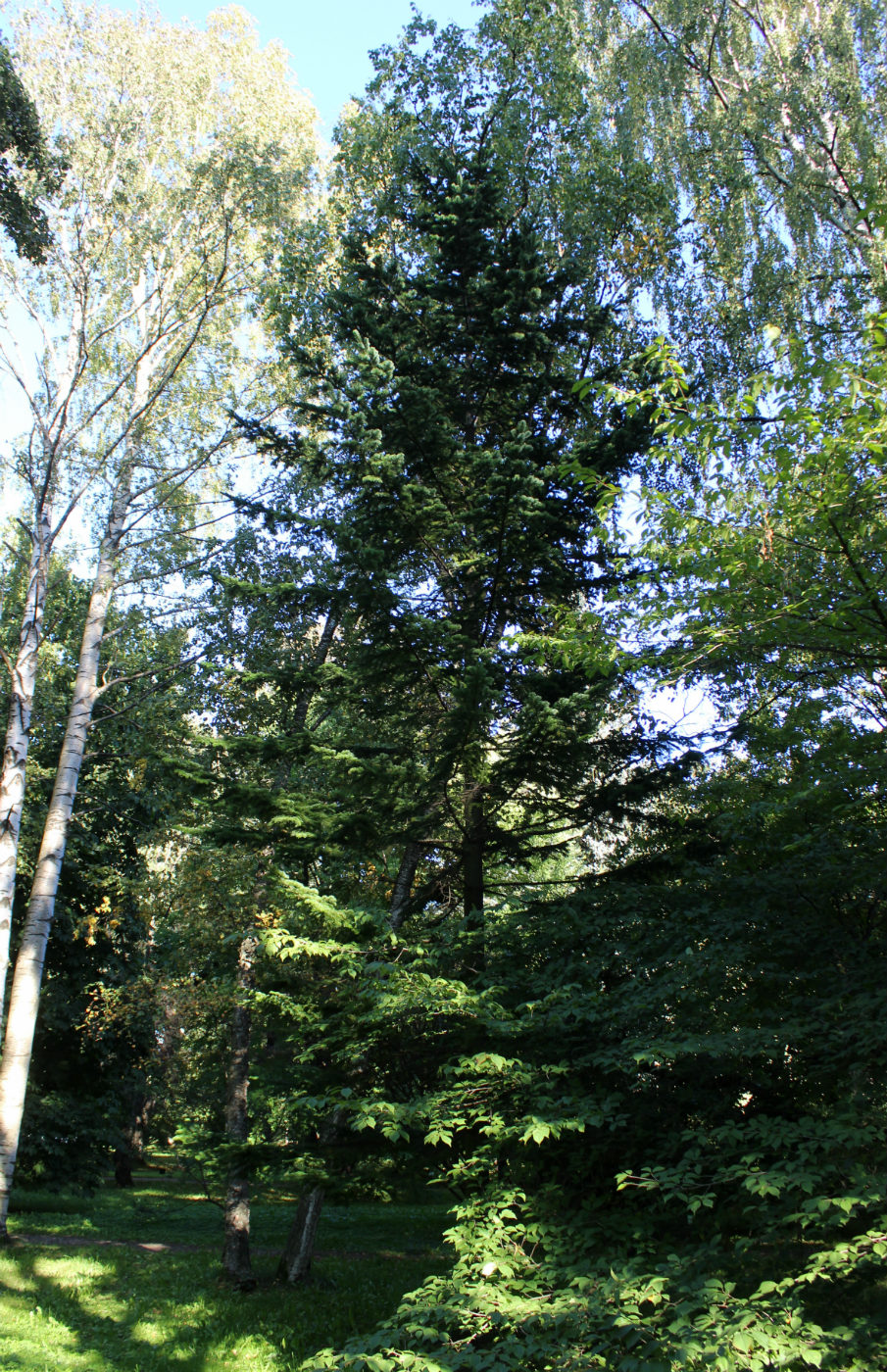 Image of Abies sachalinensis specimen.