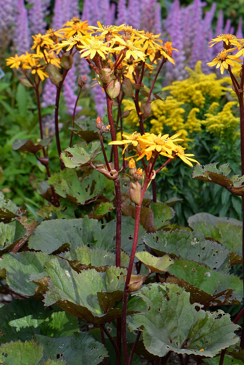 Изображение особи Ligularia dentata.