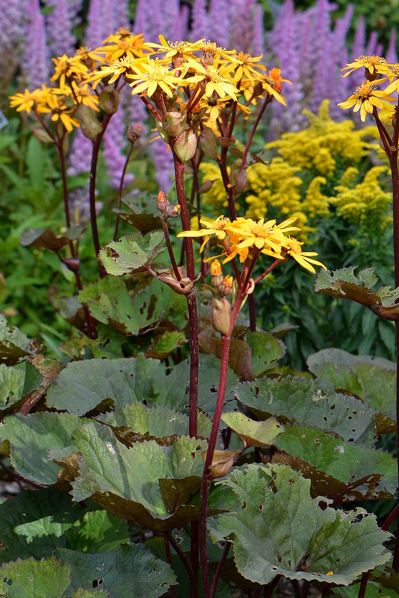 Image of Ligularia dentata specimen.