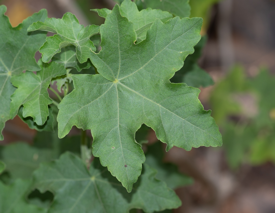 Image of Malva acerifolia specimen.