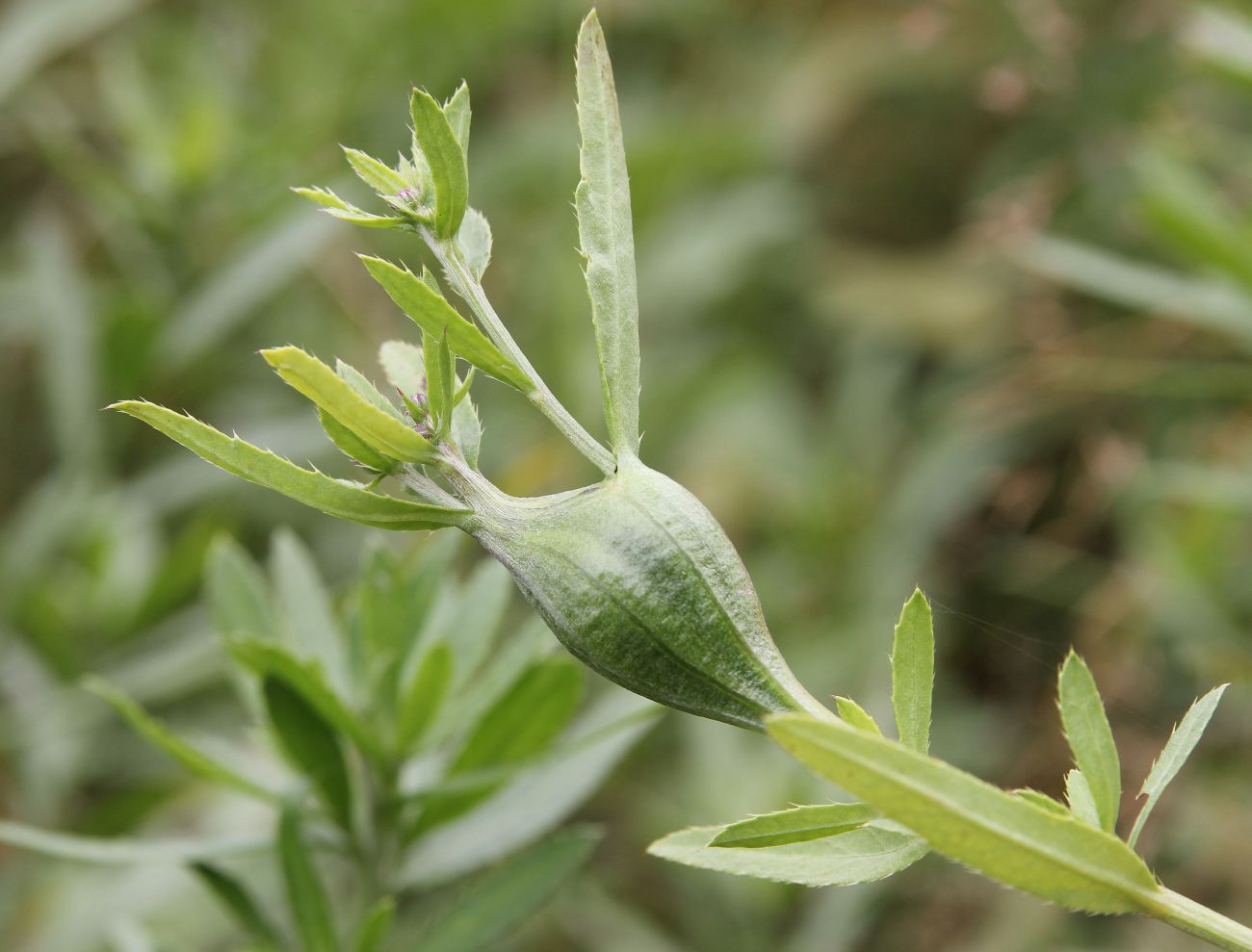 Image of Cirsium setosum specimen.