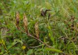 Gentiana pneumonanthe. Верхушка побега с плодами. Башкортостан, Гафурийский р-н, окр. дер. Толпарово, долина р. Зилим, заросший луговой растительностью галечник. 2 сентября 2020 г.