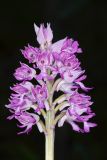 Orchis militaris. Соцветие. Чувашская респ., Мариинско-Посадский р-н, окр. дер. Демешкино, правый берег р. Волга, мшистый карбонатный склон С экспозиции. 10 июня 2020 г.