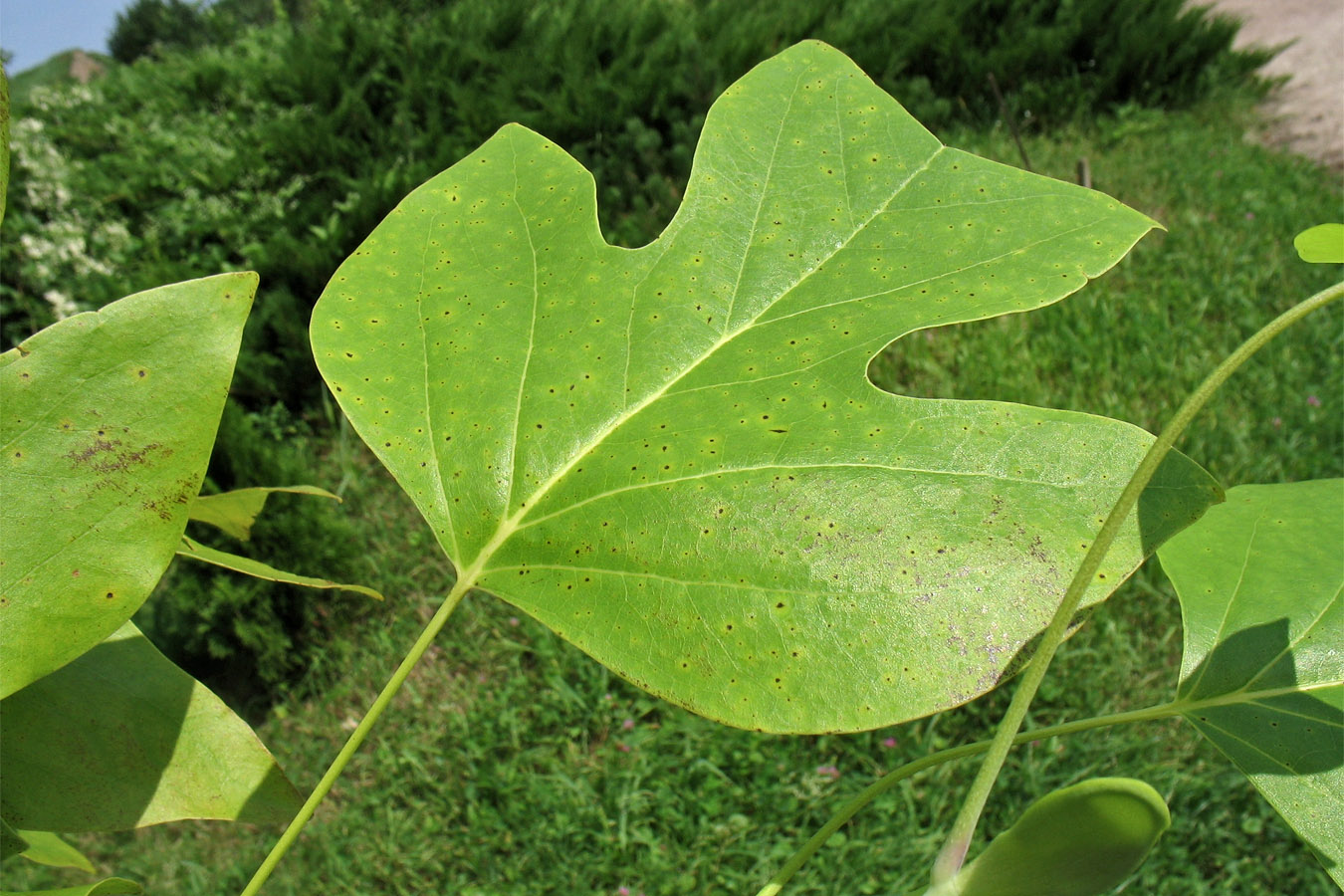 Image of Liriodendron chinense specimen.