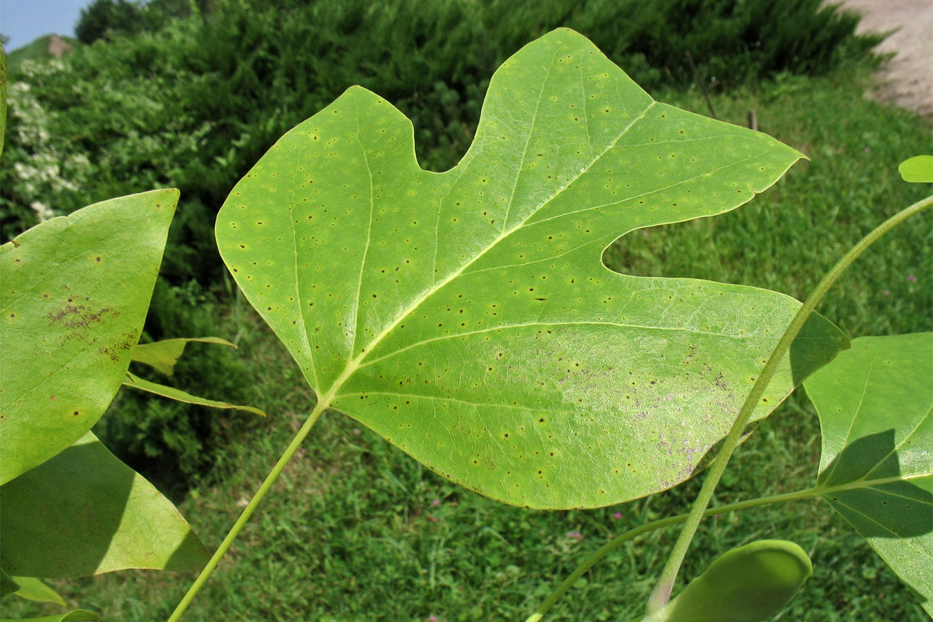 Изображение особи Liriodendron chinense.