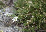 Arenaria grandiflora