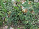 Astragalus cicer. Часть цветущего и бутонизирующего растения. Кабардино-Балкария, Эльбрусский р-н, окр. с. Нейтрино, ок. 1800 м н.у.м., каменистое место. 05.07.2020.