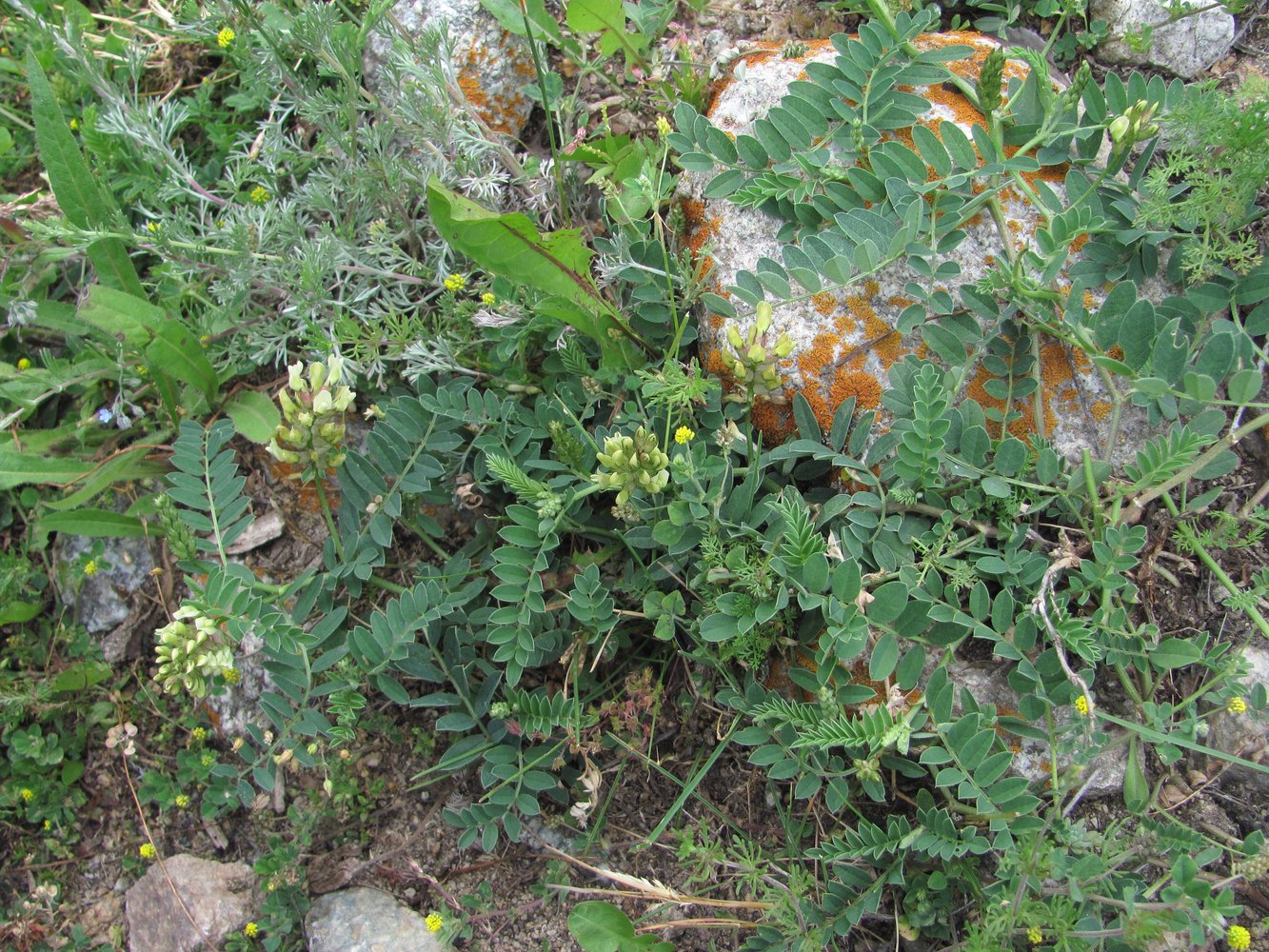 Image of Astragalus cicer specimen.