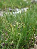 Carex capillaris