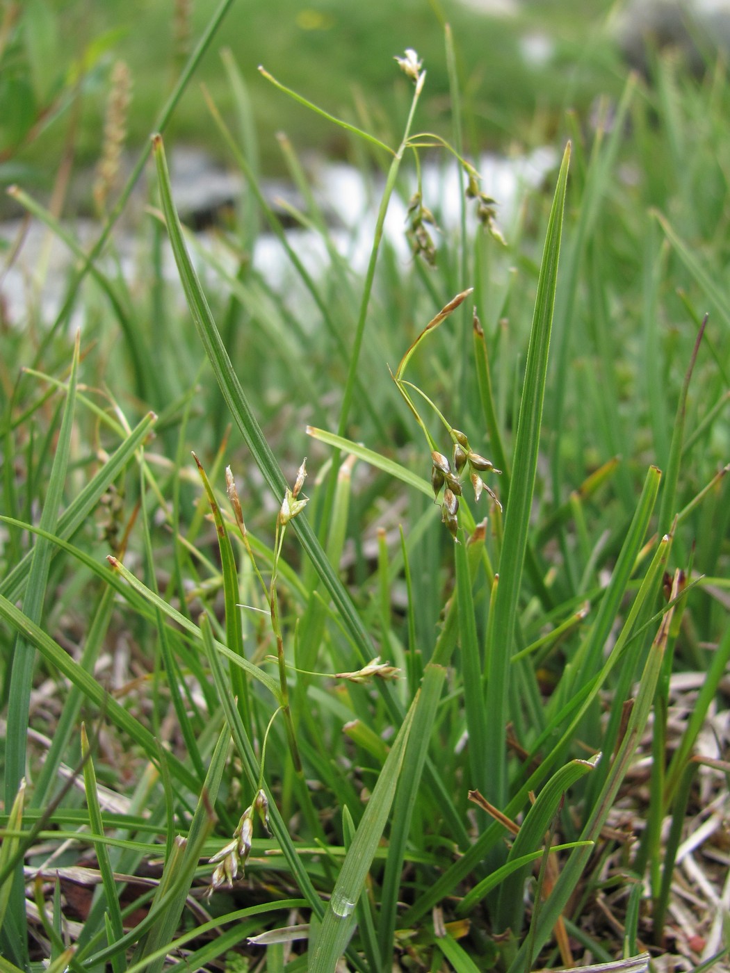 Изображение особи Carex capillaris.