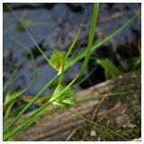 Carex bohemica. Соцветие. Республика Татарстан, Волжско-Камский заповедник, 03.07.2006.