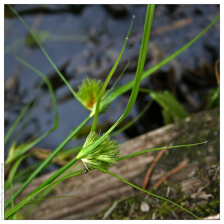 Image of Carex bohemica specimen.