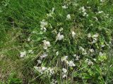 Astragalus levieri. Цветущее растение. Кабардино-Балкария, Эльбрусский р-н, долина р. Ирикчат, ок. 2650 м н.у.м., субальпийский луг. 07.07.2020.
