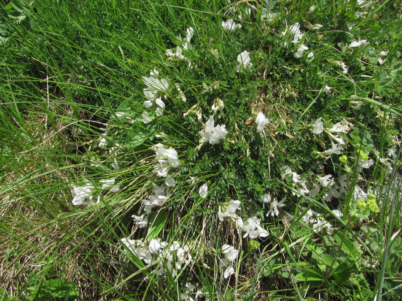 Изображение особи Astragalus levieri.