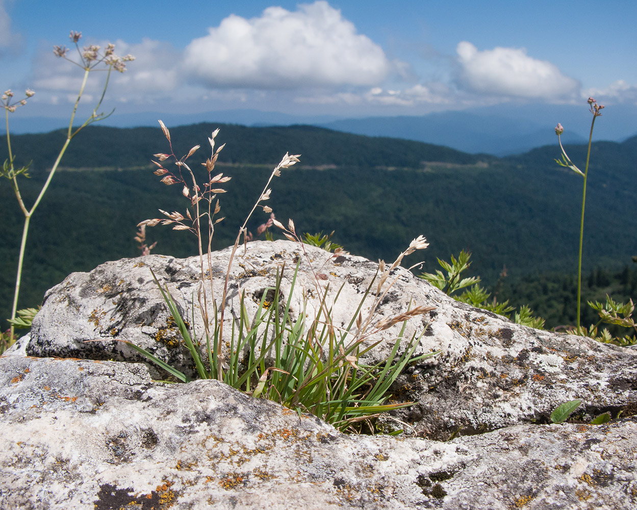 Image of Poa seredinii specimen.