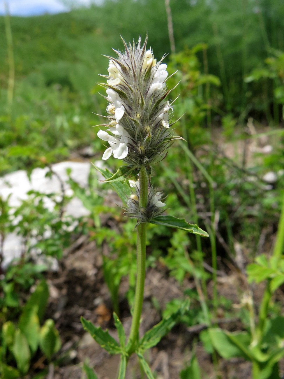 Image of Nepeta podostachys specimen.