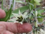 Fritillaria baisunensis