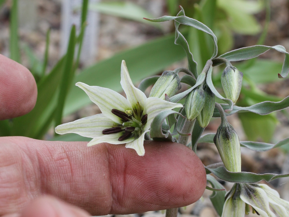 Изображение особи Fritillaria baisunensis.