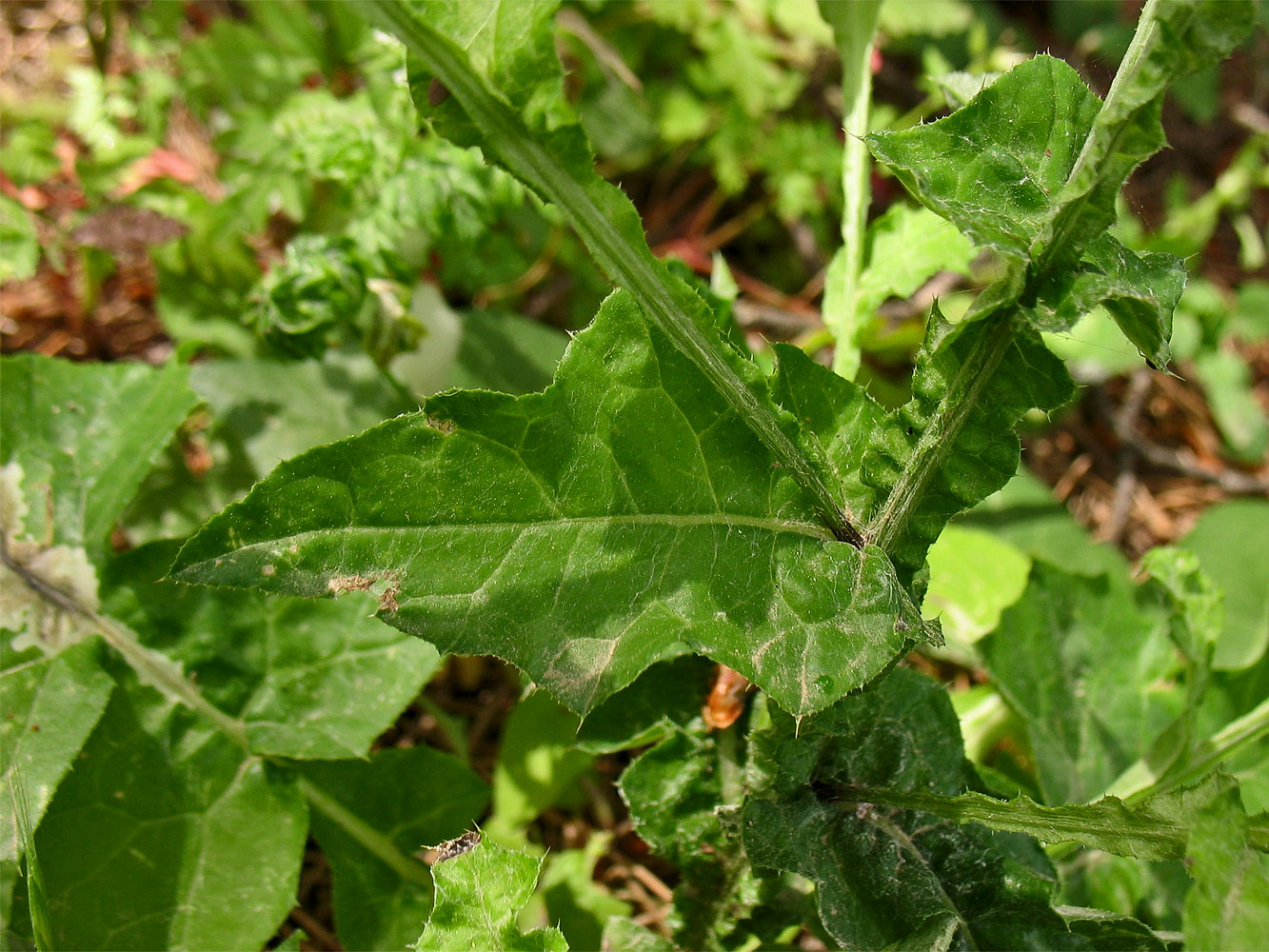 Изображение особи Carduus argentatus.