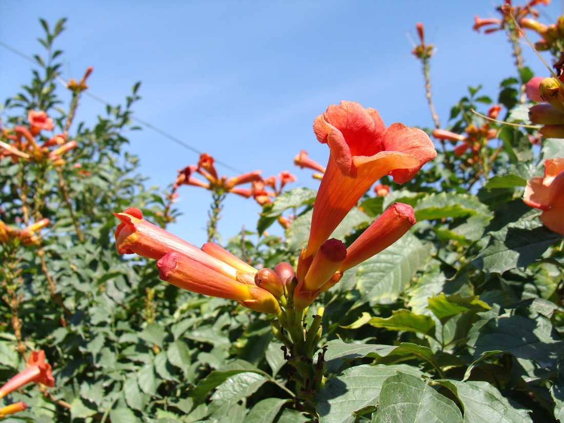 Image of Campsis radicans specimen.