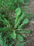 Taraxacum officinale. Плодоносящее растение с аномальными листьями. Краснодарский край, Абинский р-н, ст-ца Холмская, у тропы. 05.05.2020.