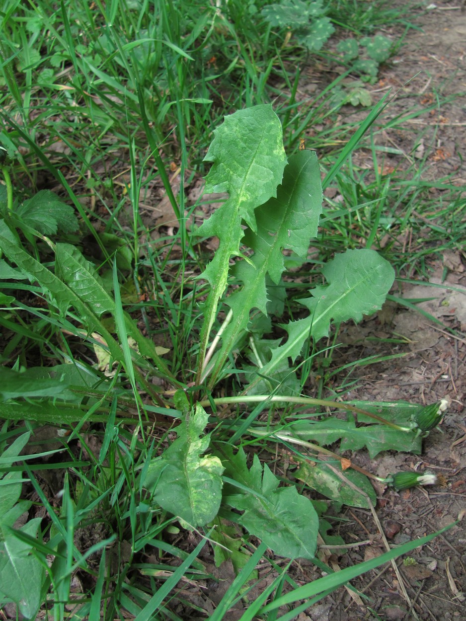 Изображение особи Taraxacum officinale.