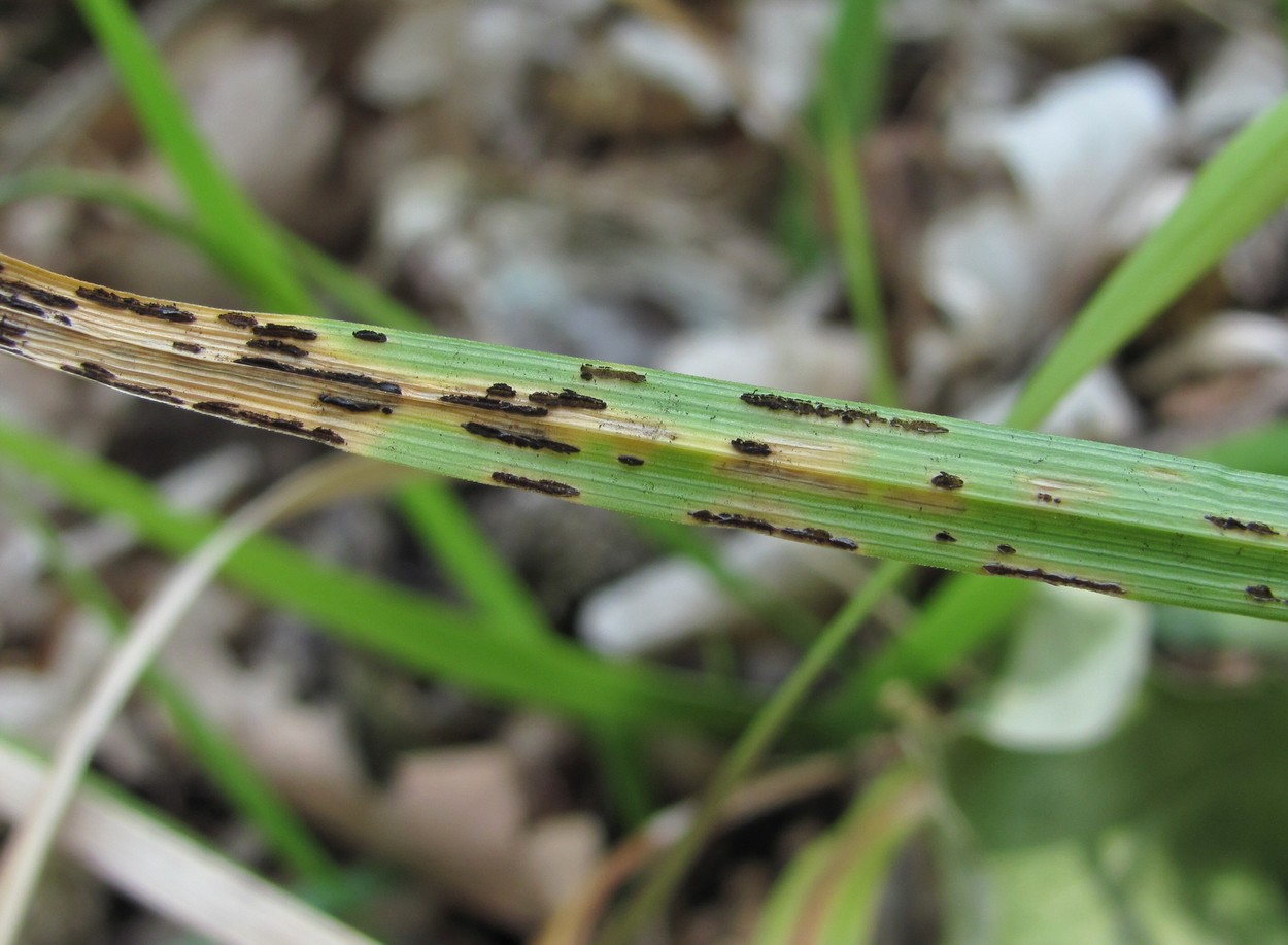 Изображение особи Carex michelii.