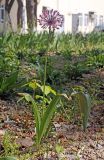 Allium taeniopetalum