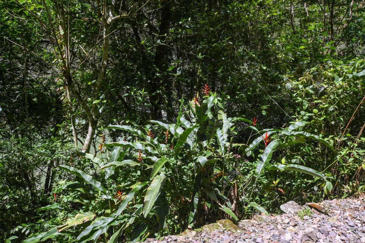 Изображение особи Heliconia subulata.