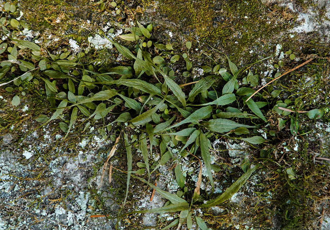 Image of Camptosorus sibiricus specimen.