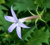 Isotoma axillaris