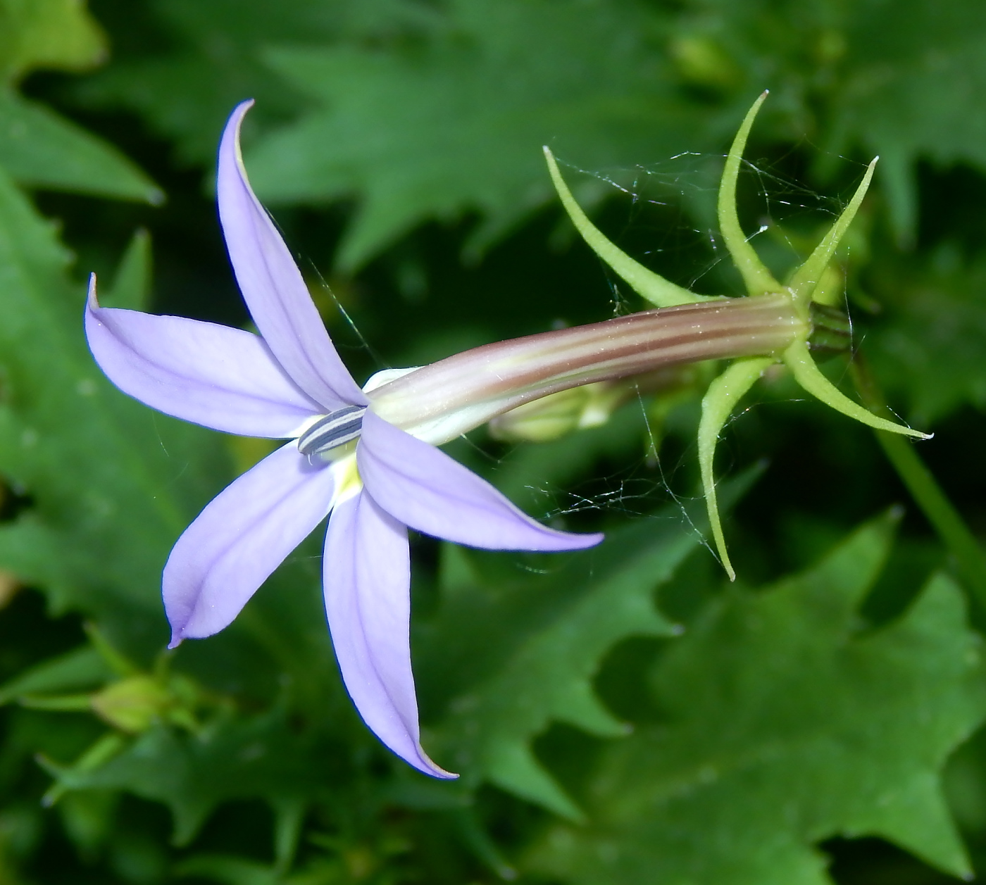 Image of Isotoma axillaris specimen.