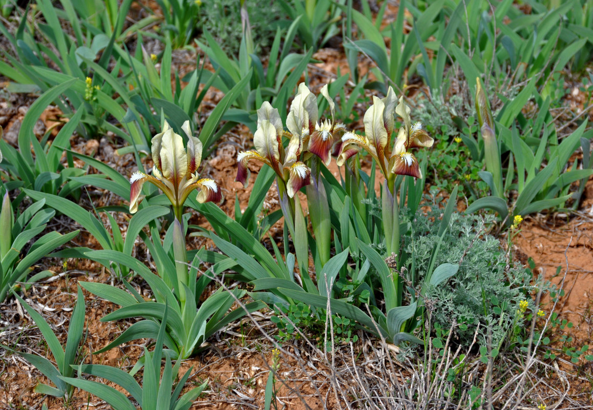 Изображение особи Iris scariosa.