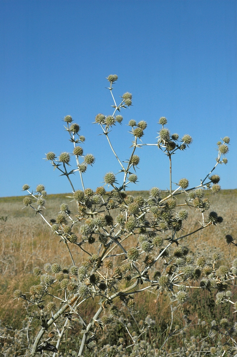 Image of Eryngium macrocalyx specimen.