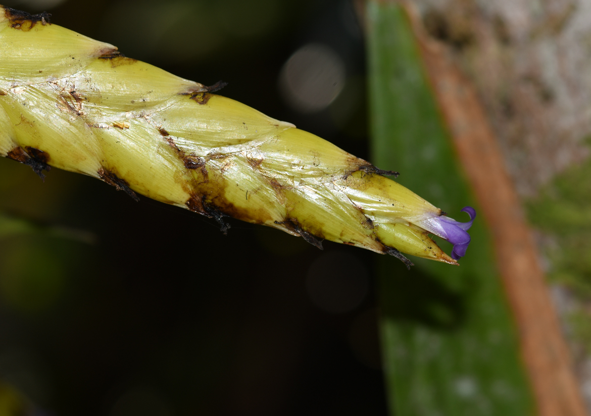 Image of Tillandsia fendleri specimen.