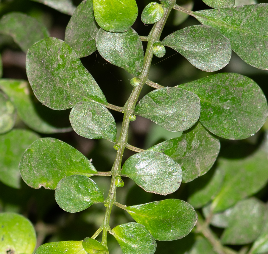 Image of Pilea microphylla specimen.