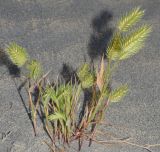 Eremopyrum orientale. Цветущие растения. Узбекистан, Ферганская обл., Язъяванские пески. 27.04.2021.