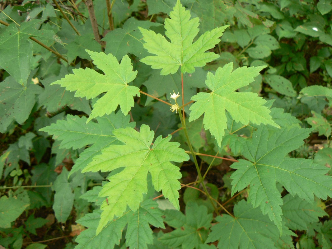 Image of Acer ukurunduense specimen.