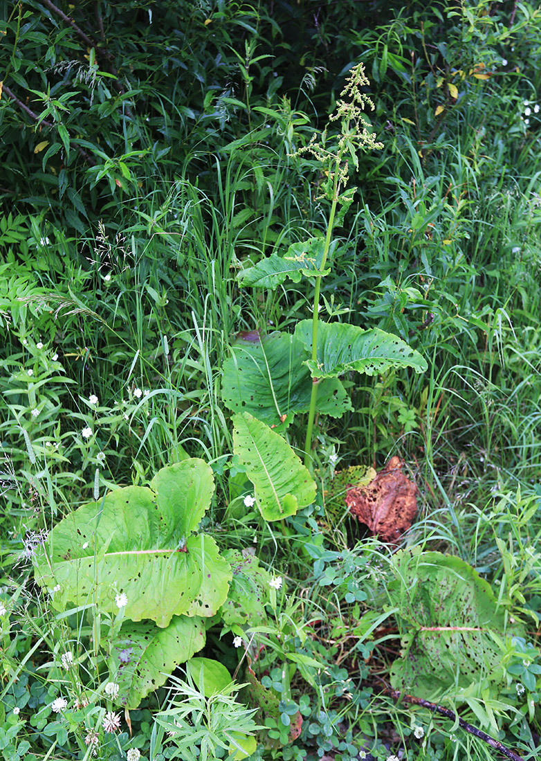 Изображение особи Rumex gmelinii.