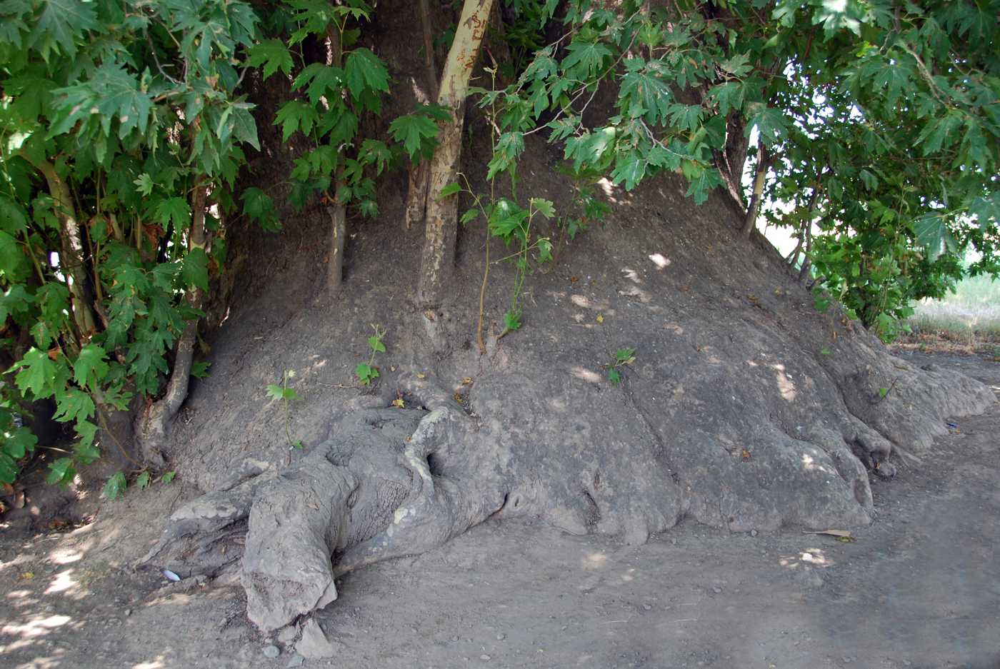 Изображение особи Platanus orientalis.