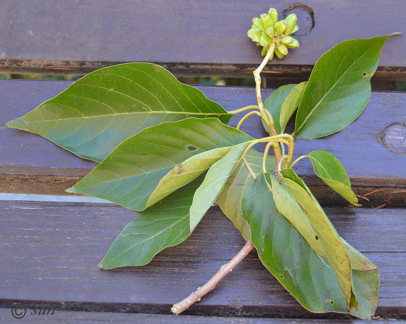 Image of Camptotheca acuminata specimen.