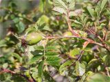 Rosa canina. Верхушка веточки с плодом. Ленинградская обл., Выборгский р-н, Финский залив, о-в Вихревой, олуговелый участок скалы. 09.08.2020.