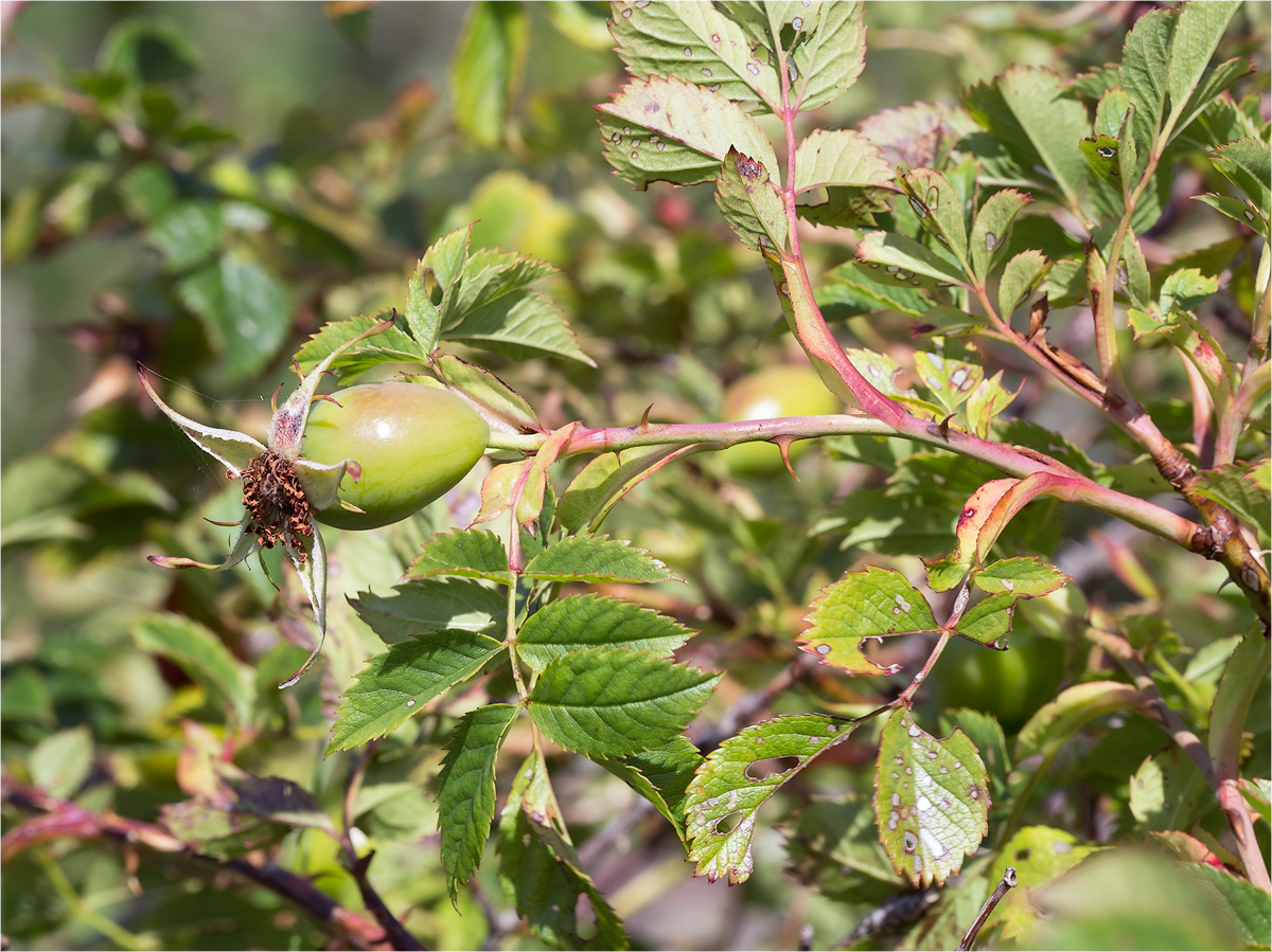 Image of Rosa canina specimen.