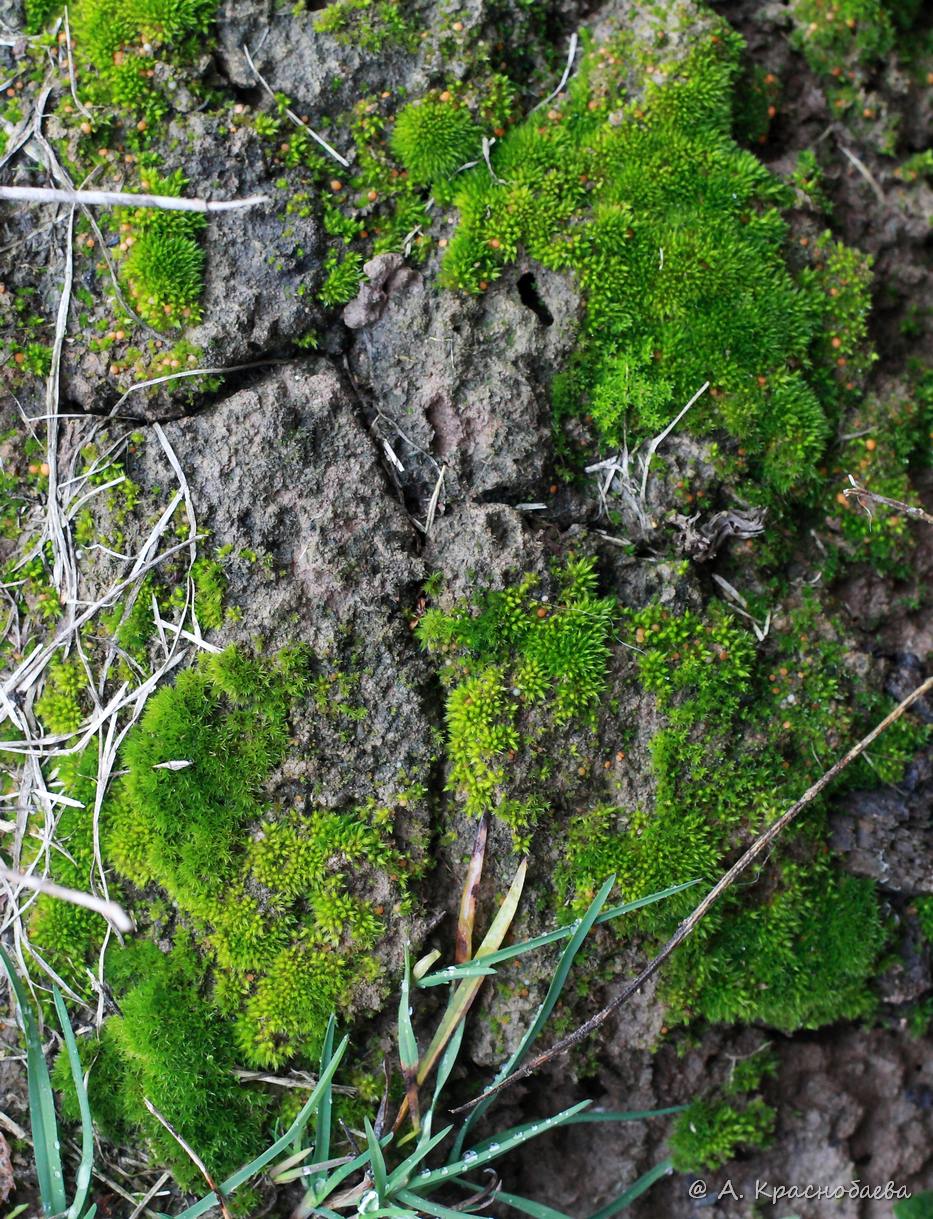 Image of Bryum caespiticium specimen.