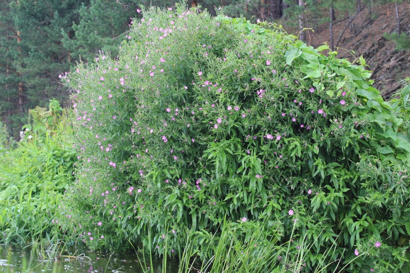 Image of Epilobium hirsutum specimen.