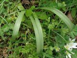 Galanthus transcaucasicus. Плодоносящее растение. Азербайджан, Лерикский р-н. 13.04.2010.