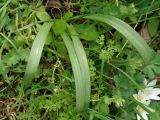 Galanthus transcaucasicus