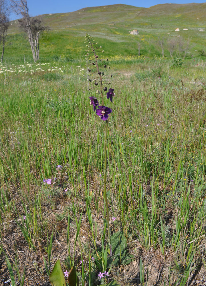 Image of Verbascum phoeniceum specimen.